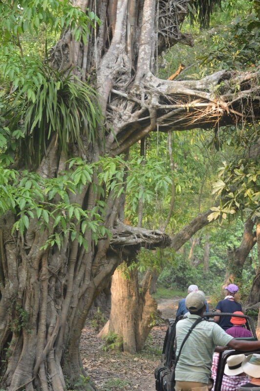 web_viv-s-india_e973271845