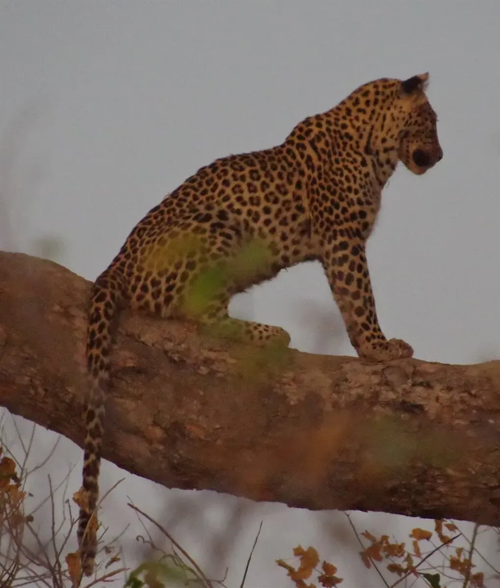 Leopard — Travel Agents in Burril Lake