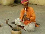 Snake Charmer — Travel Agents in Burril Lake
