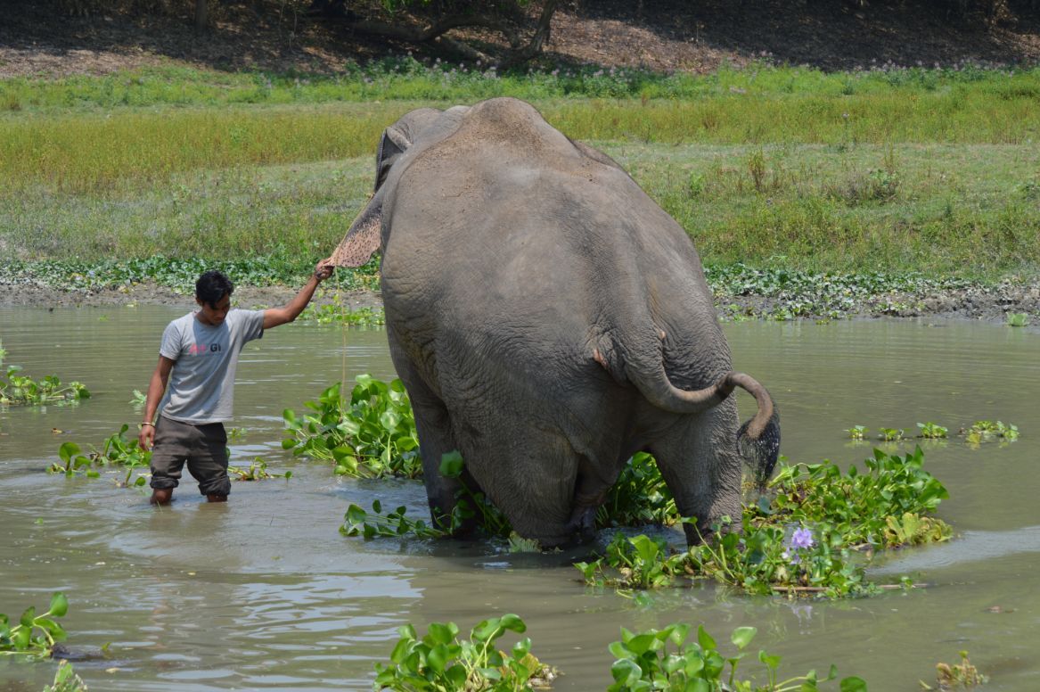 Mahout and his elephant 1
