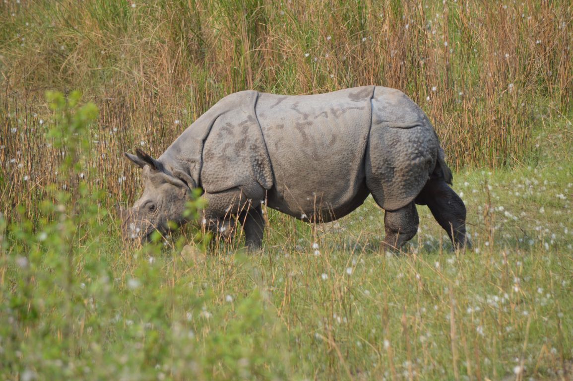 One horned rhino Kaziranga NP