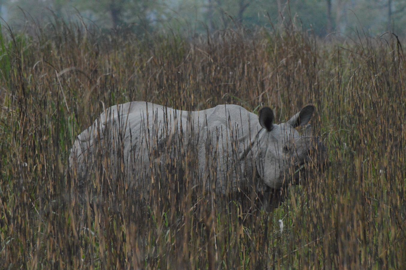Wild rhino in Kaziranga
