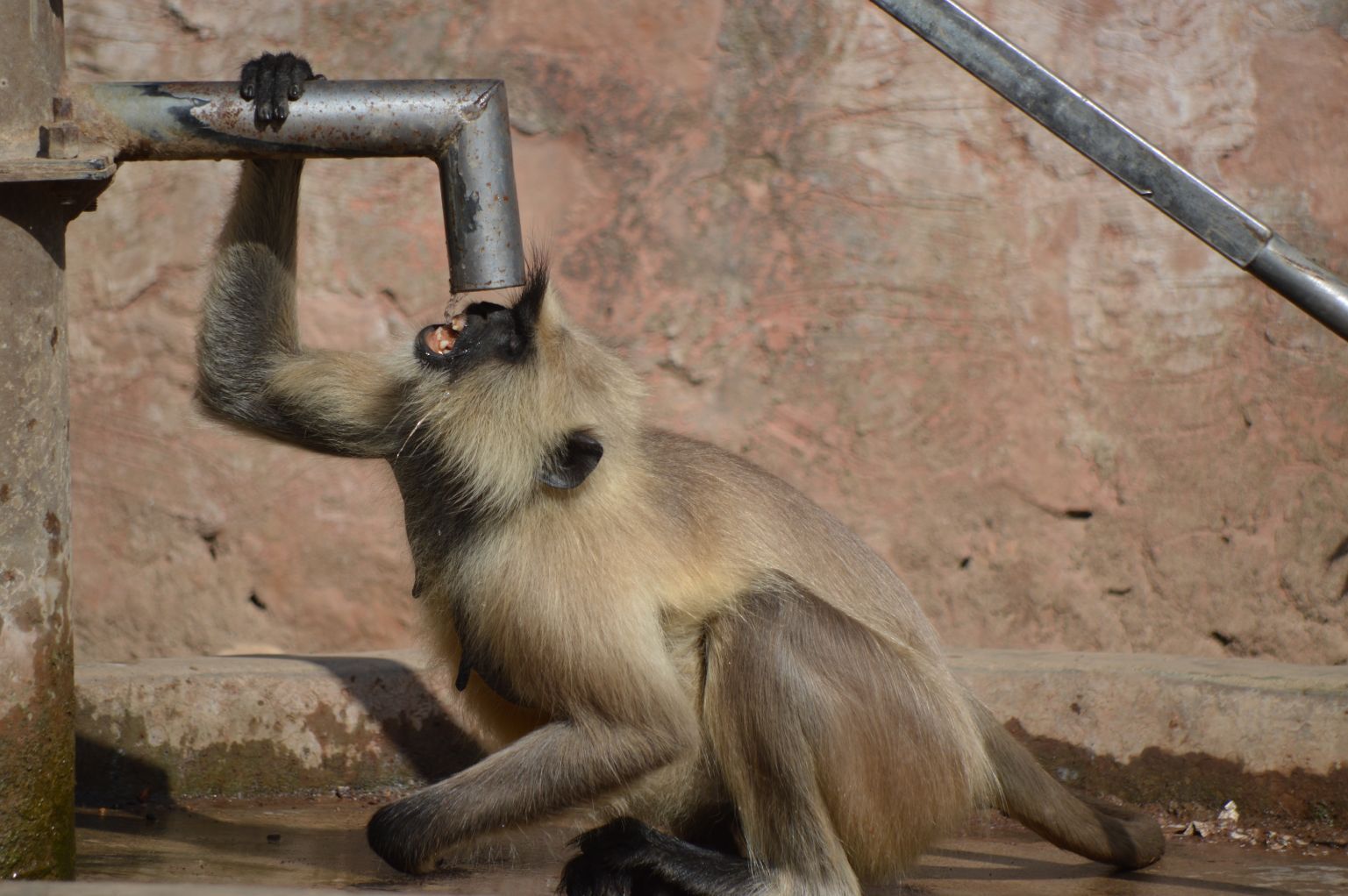 Langur pumped the water and drank from the tap!