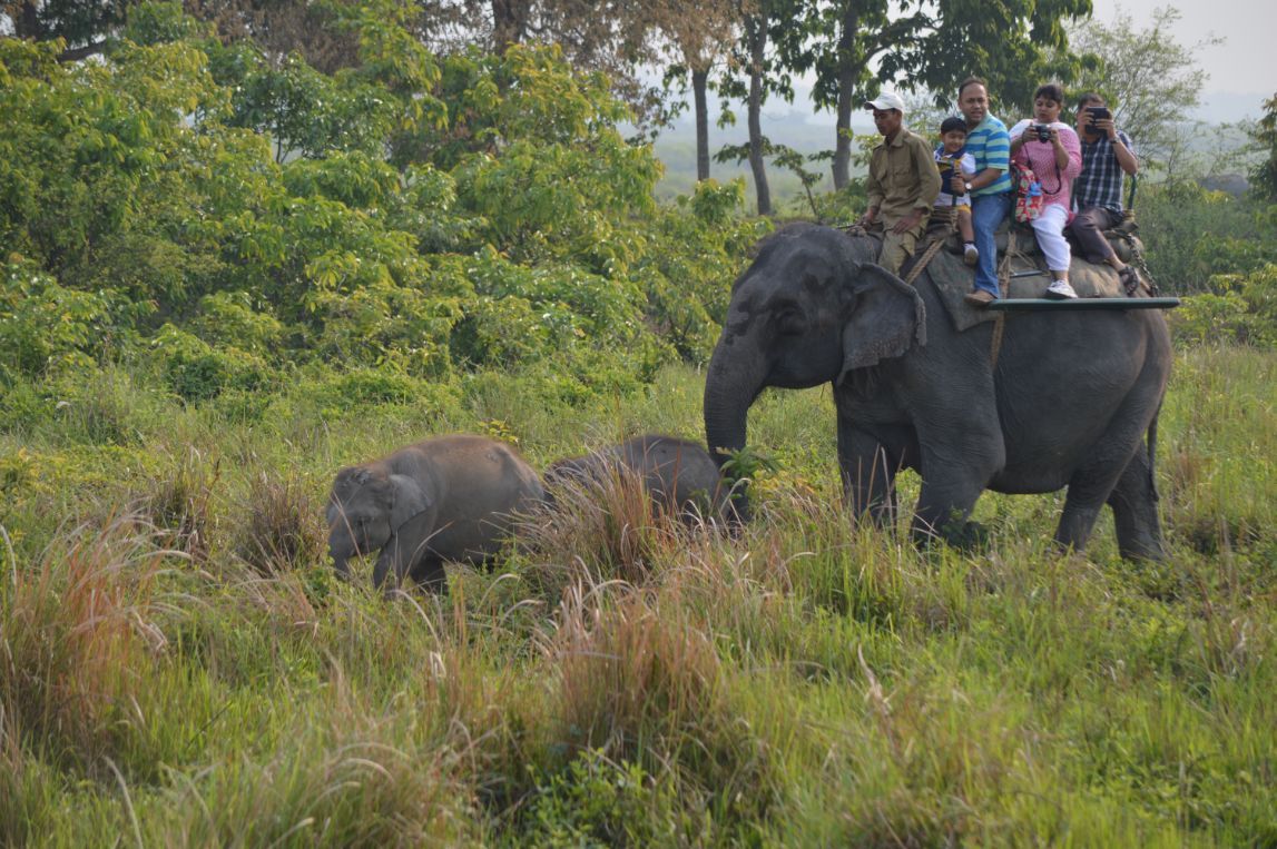 Elephant back gameviewing, Kaziranga NP 5