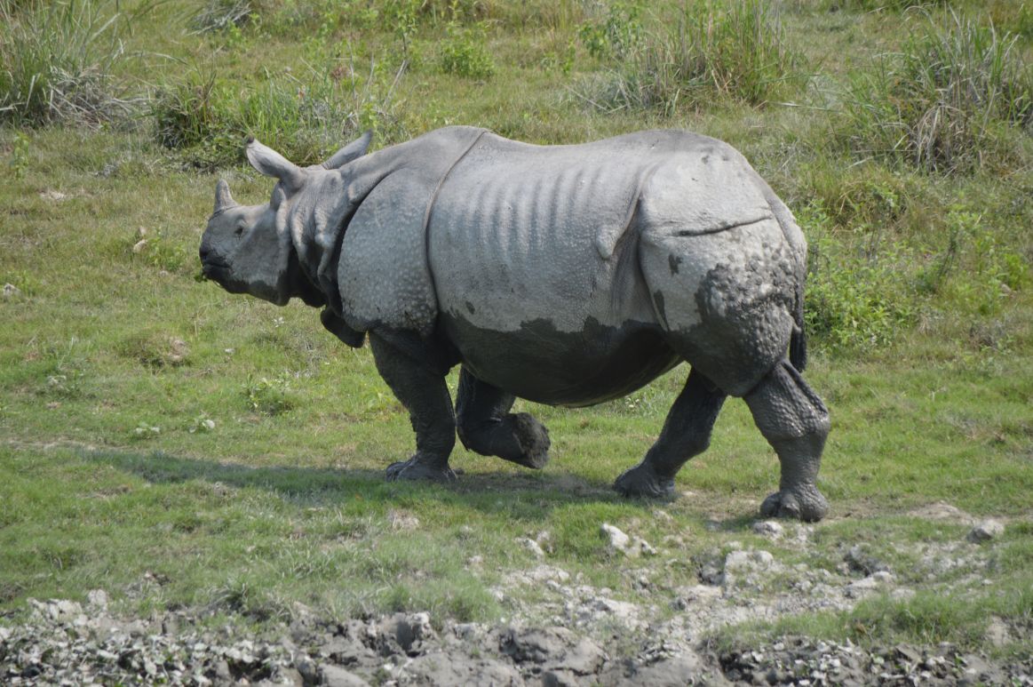 Indian Rhinoceros, Kaziranga 1