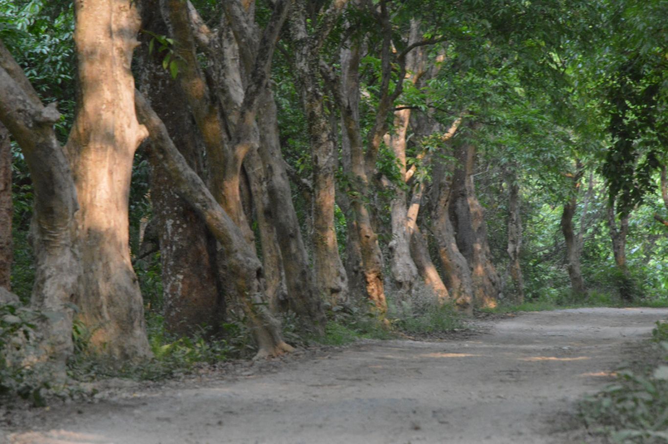 Stunning forests in Kaziranga NP