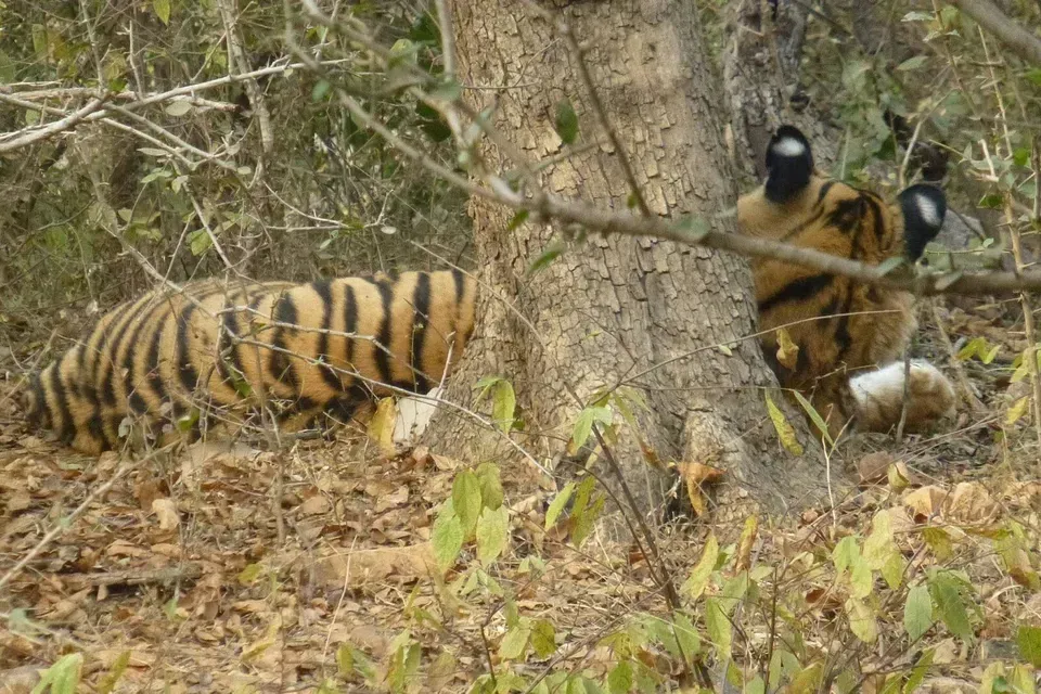 Bengal Tiger — Travel Agents in Burril Lake