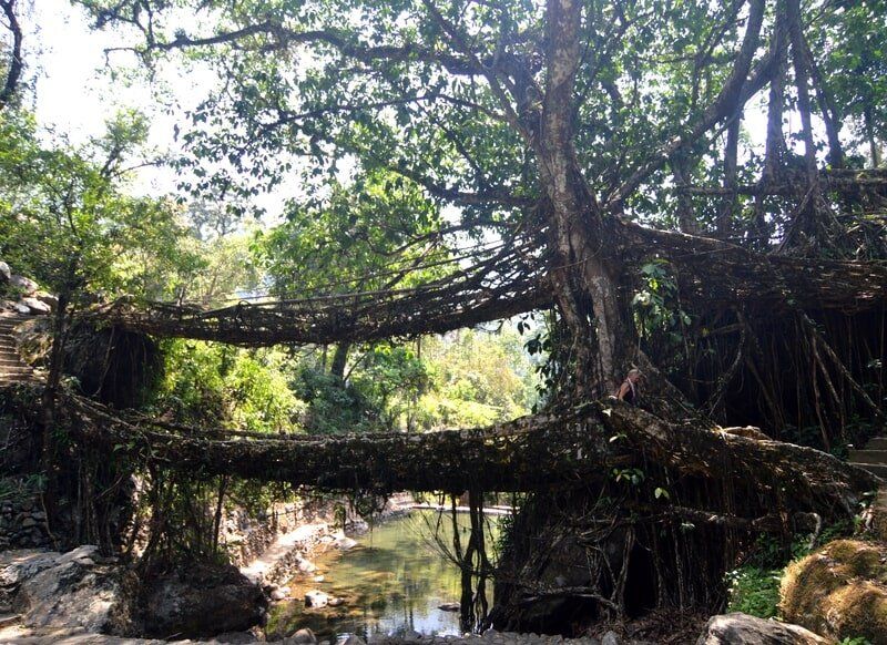 web_viv-s-india_4c78c7dbdb