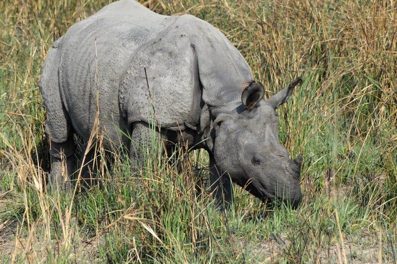 web_viv-s-india_8cc97649c2