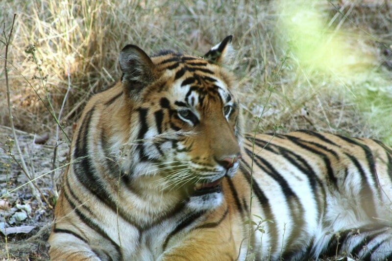 web_viv-s-india_8ec1654324