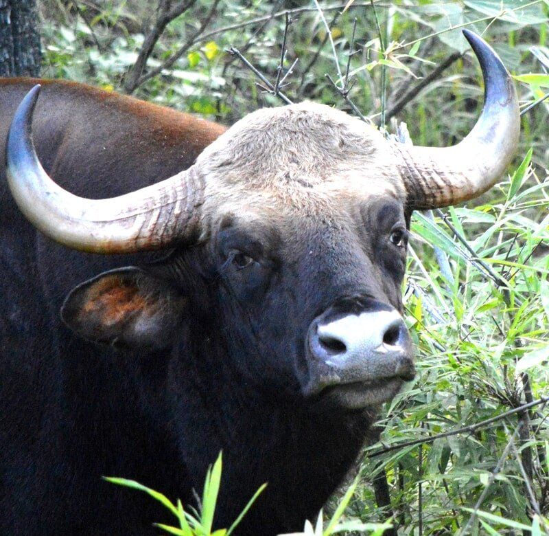 web_viv-s-india_15cfc4ddad