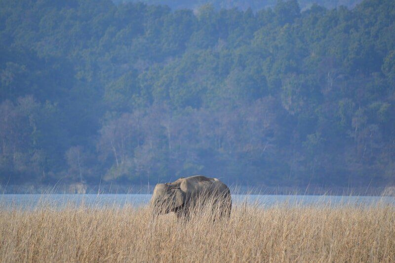 web_viv-s-india_41e84207bc