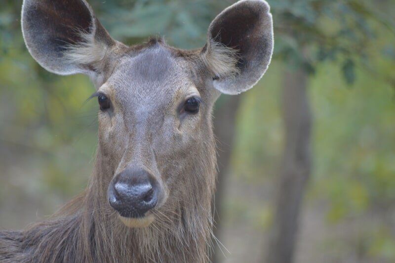 web_viv-s-india_63bb93ba67