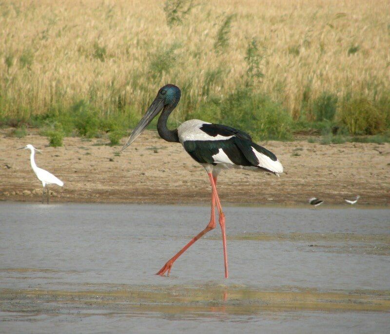 web_viv-s-india_93d7c59fac