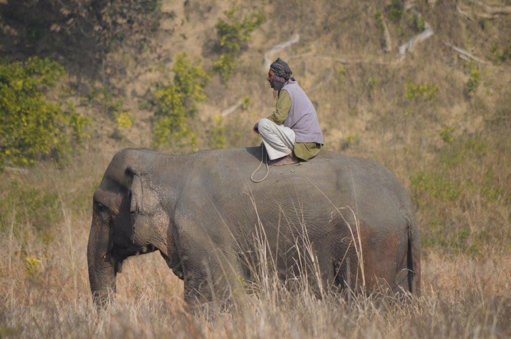 Corbett NP elephant with his mahout