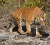 Tiger — Travel Agents in Burril Lake