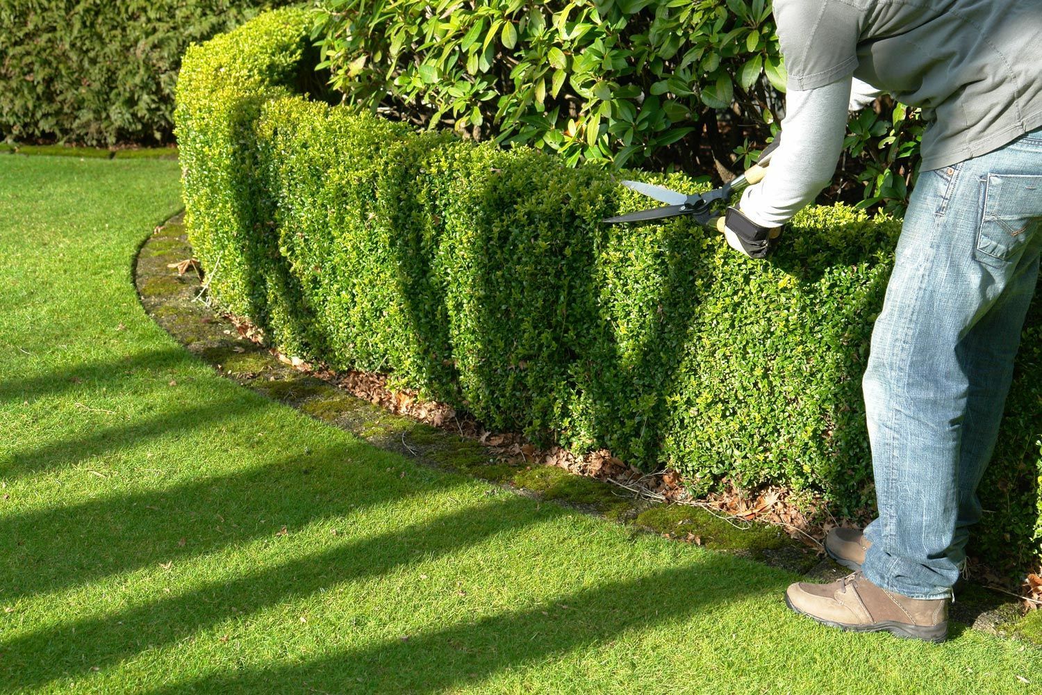 Person trimming a green hedge in a sunny garden