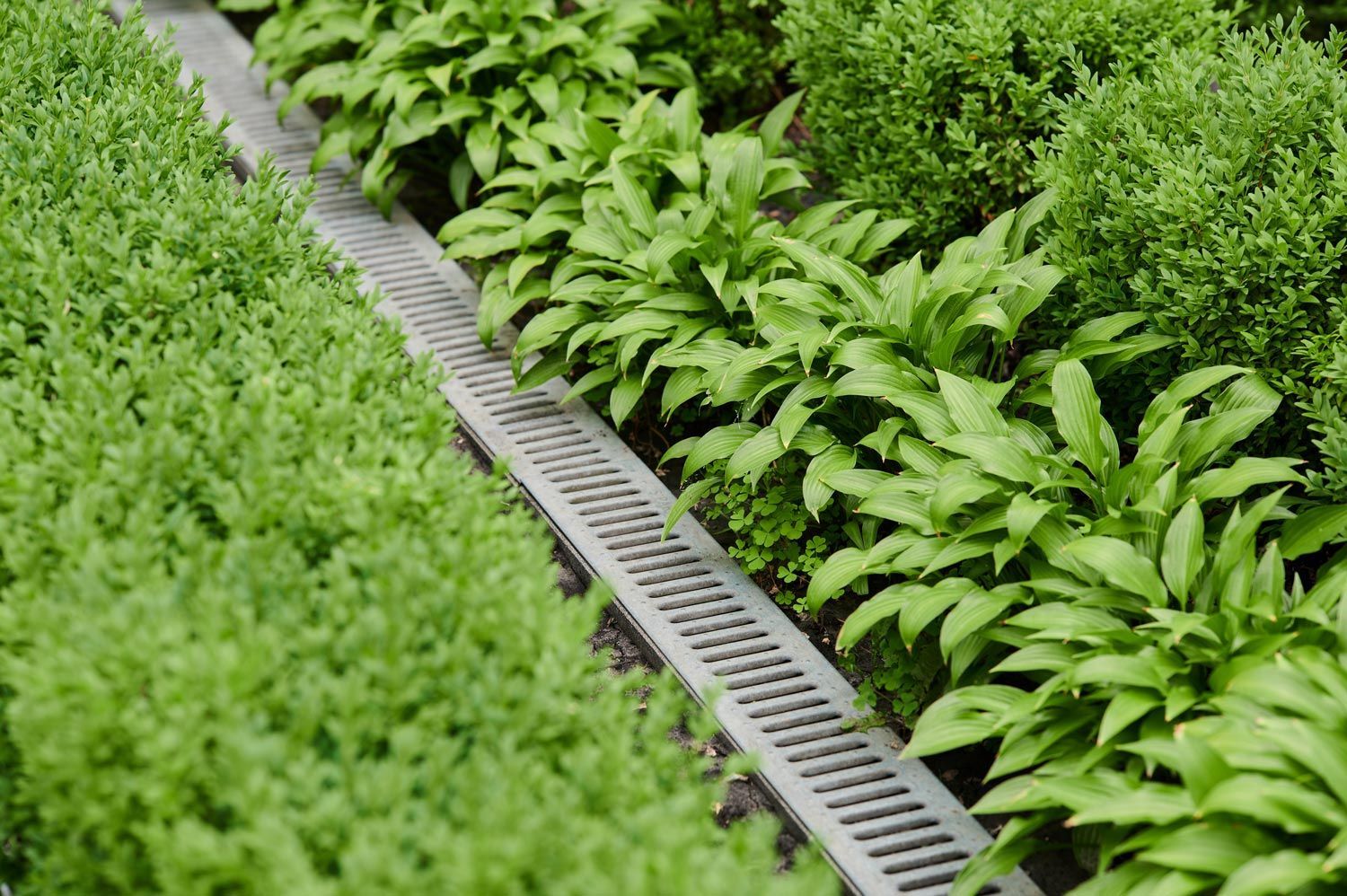 Green crops in neat rows beside a drainage channel in a greenhouse.