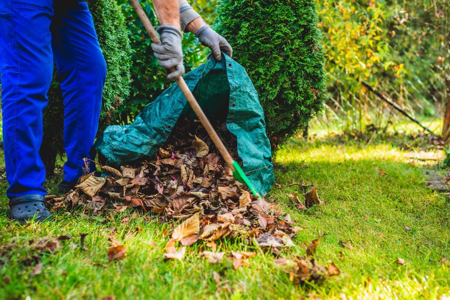 Person raking leaves into a green bag in a sunny garden