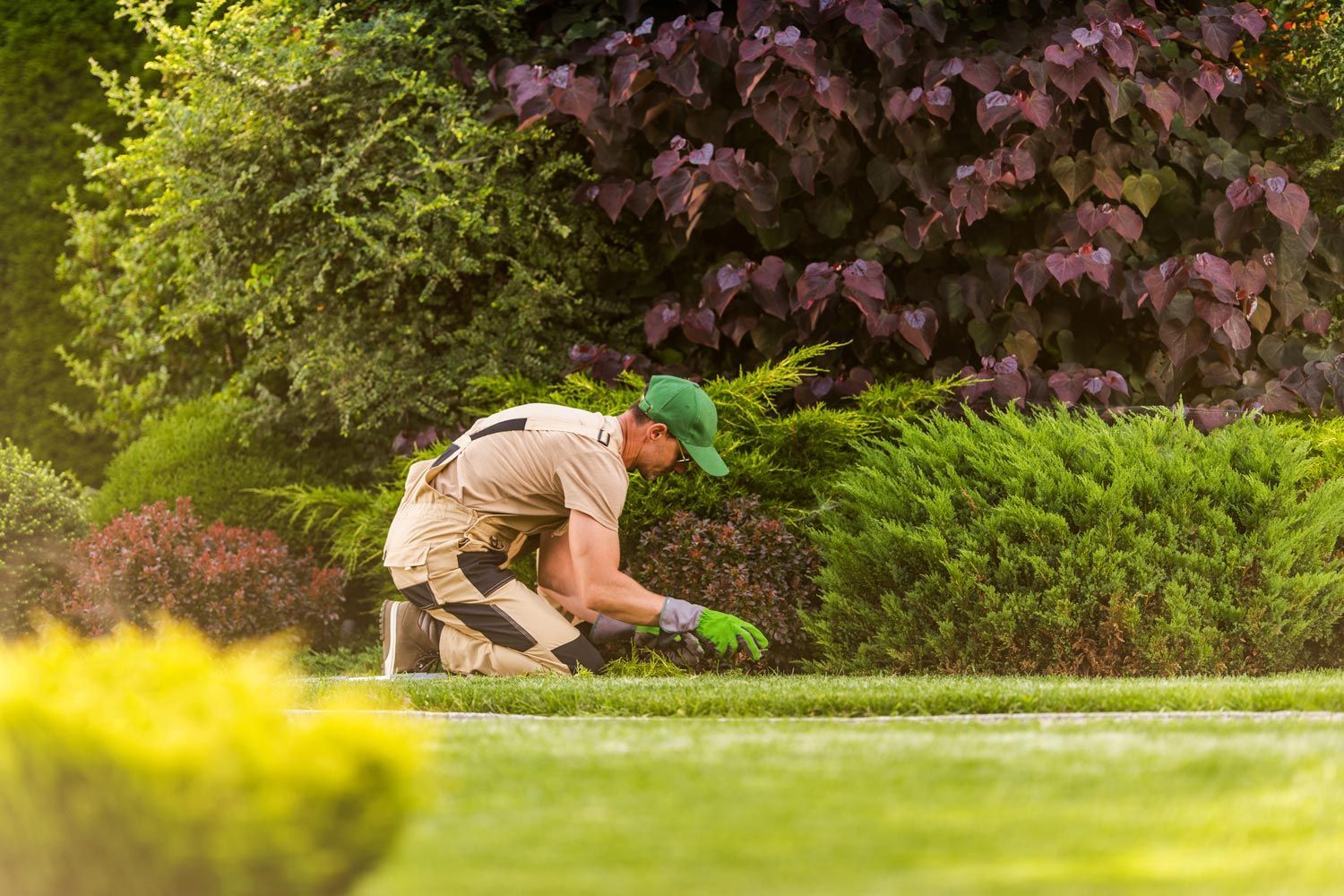 Gardener kneeling to trim a hedge with shears in a lush green garden