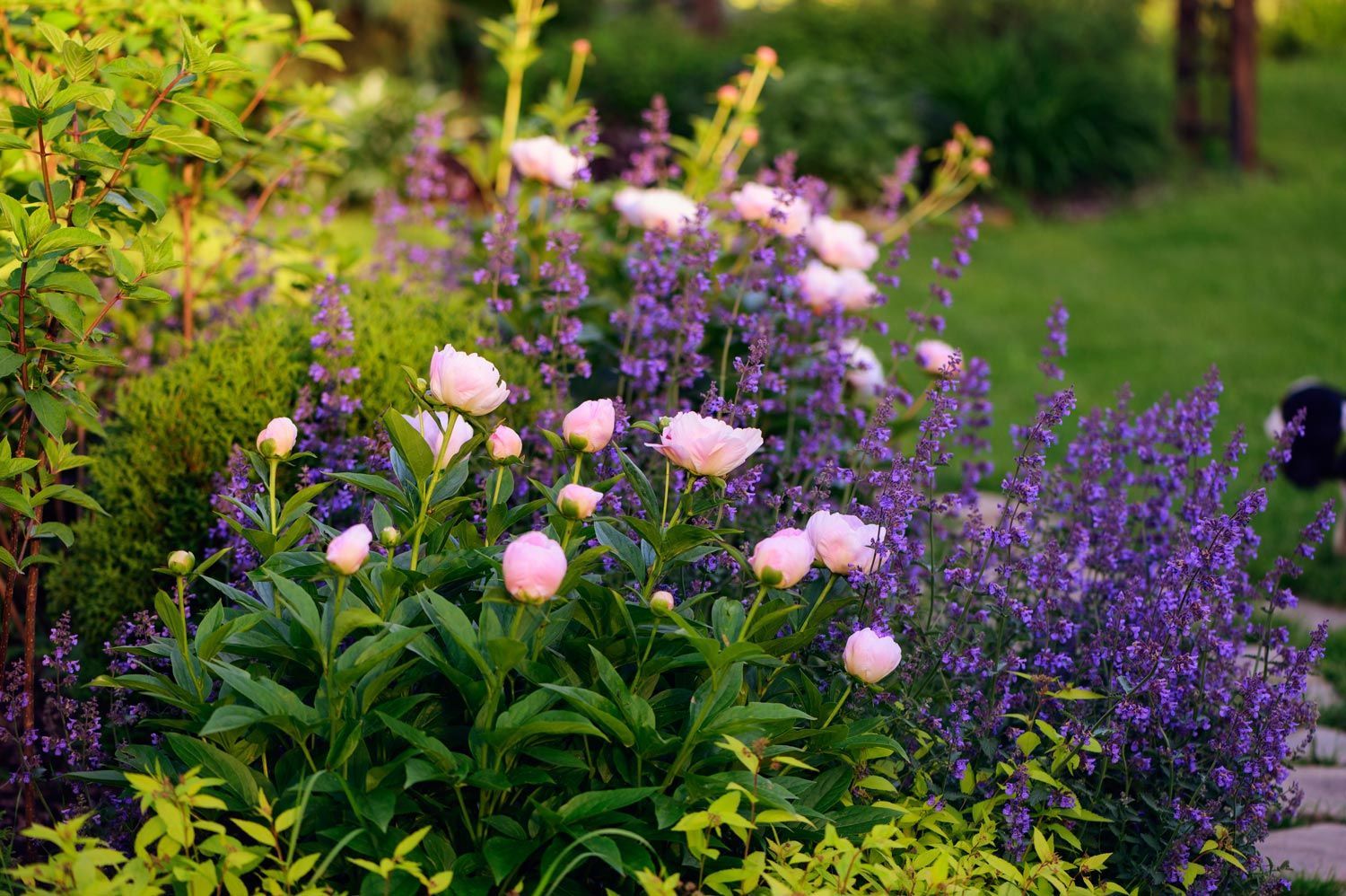 Blooming garden bed with pink peonies and purple flowers amid lush green foliage