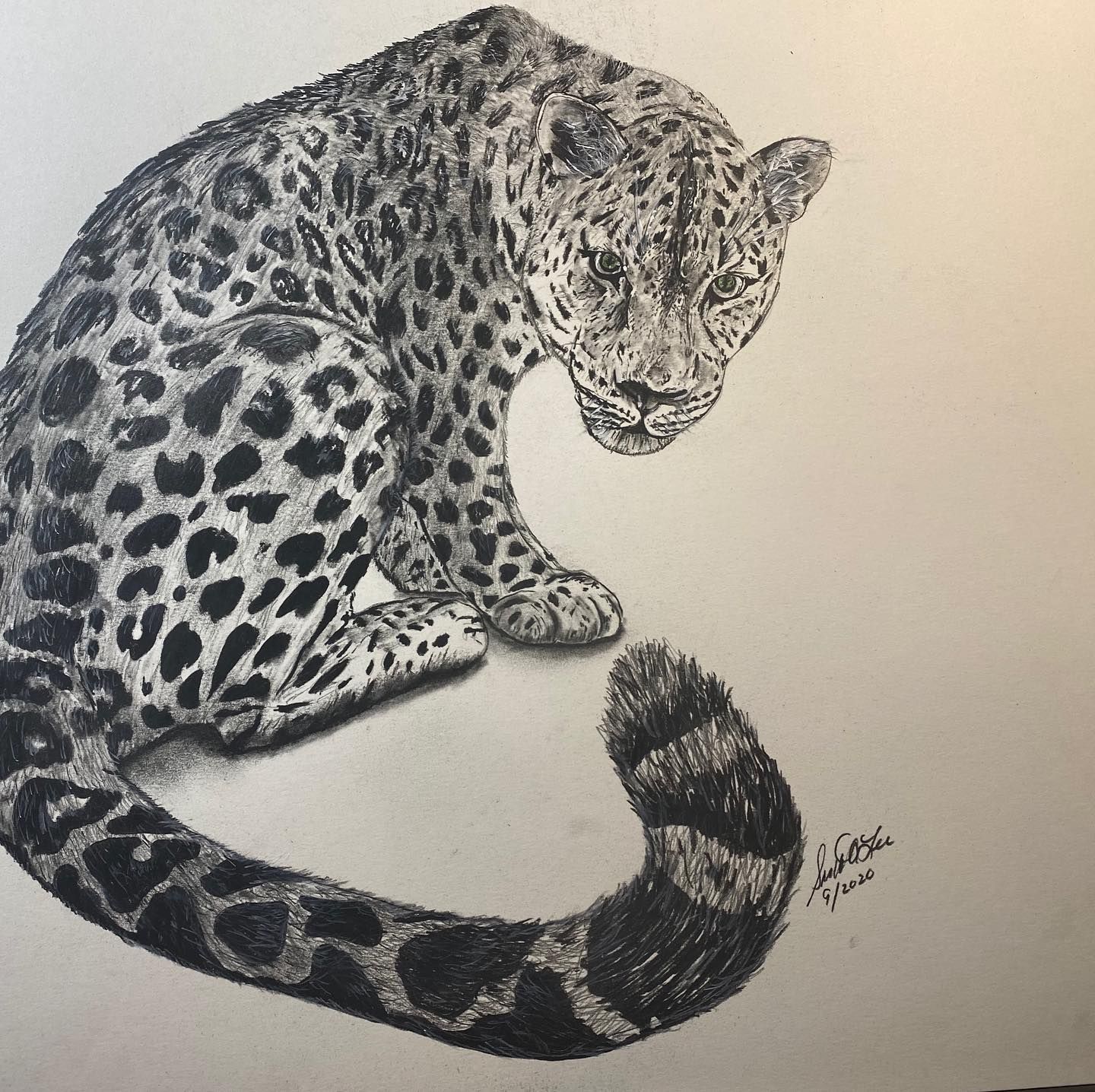 Charcoal drawing of a leopard with dark spots and a curled tail, focused on the ground, sitting in a neutral setting.