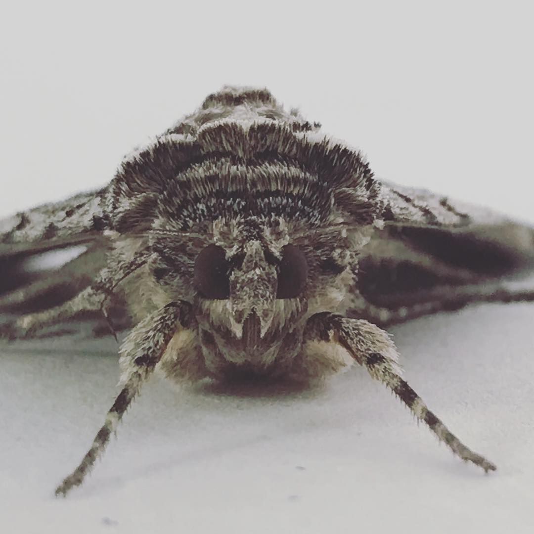 Gray moth with patterned wings, close-up, facing the camera.