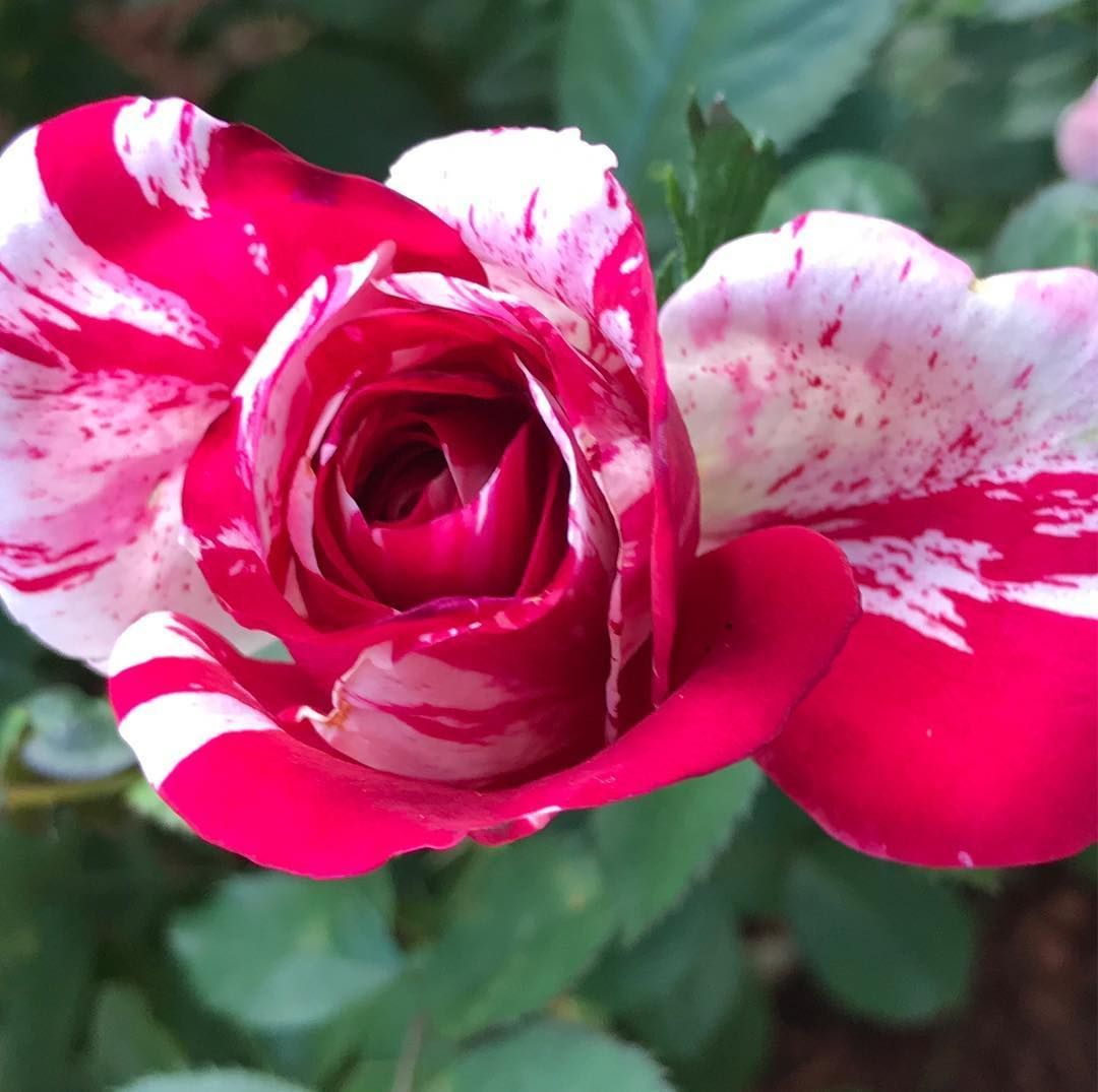 Red and white striped rose, partially open, surrounded by green leaves.