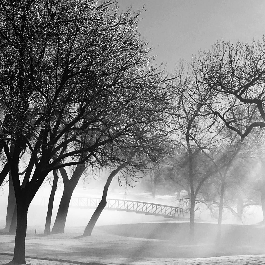 Trees in a foggy park, a bridge visible in the distance. Black and white.