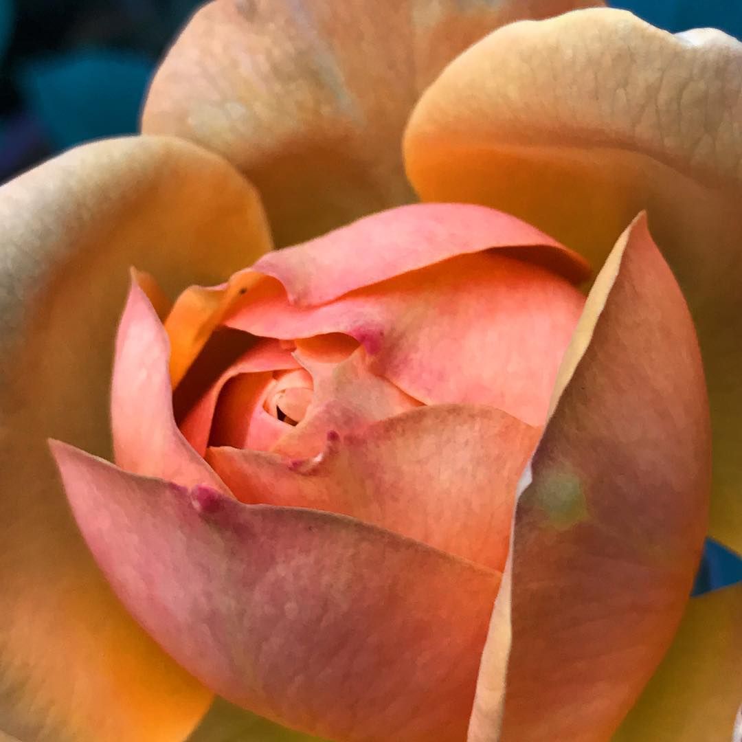 Close-up of an orange and peach rose bud, tightly curled petals.