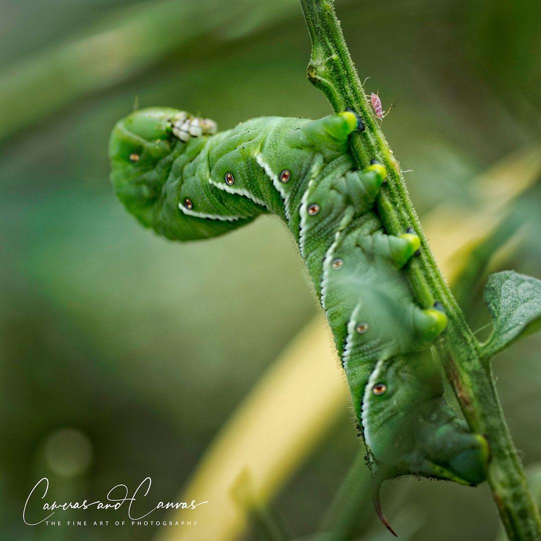 Green tomato hornworm with white stripes and red dots climbs a green plant stem.