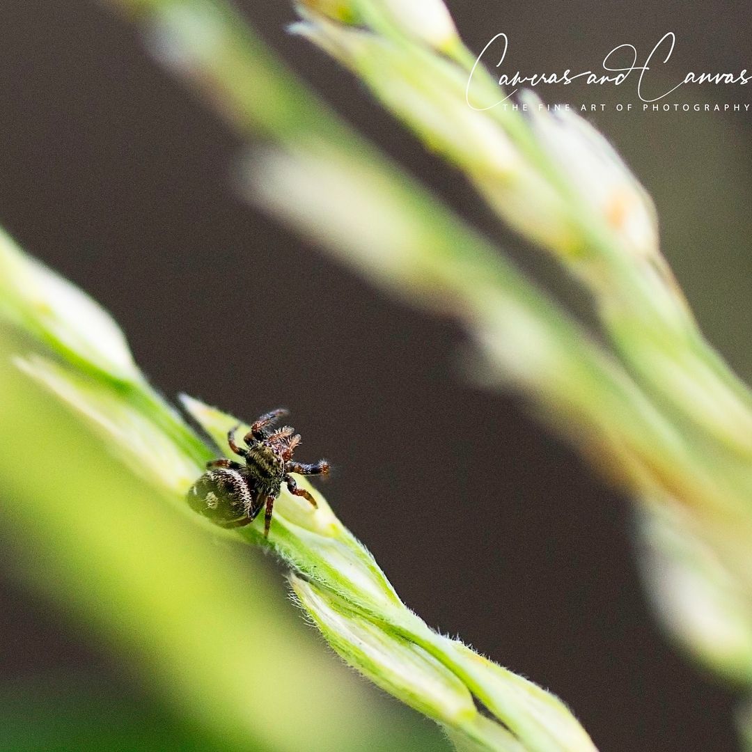 Small spider on a green plant stem.