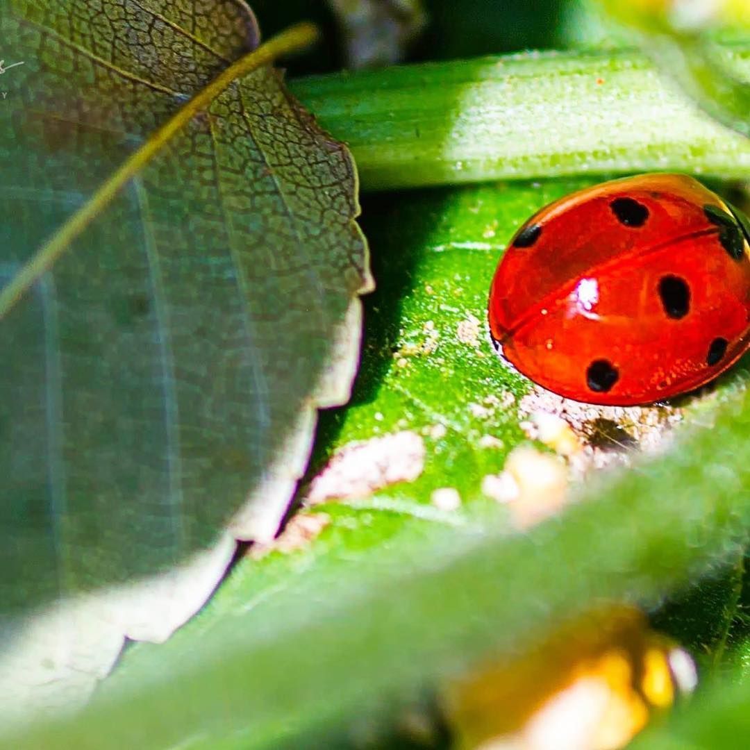 Red ladybug with black spots on a green leaf, surrounded by more leaves and stems.