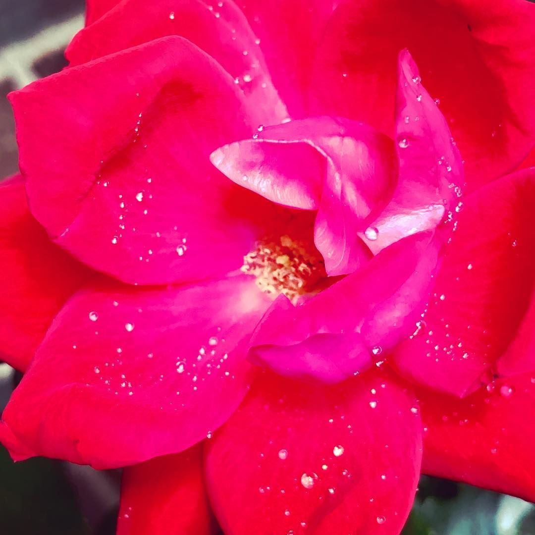 Close-up of a vibrant red rose with water droplets on the petals.