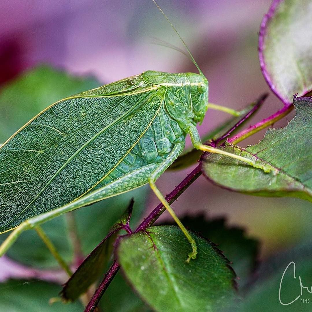 Green katydid on a rose branch, camouflaged with leaf-like wings; purple stem and leaves visible.