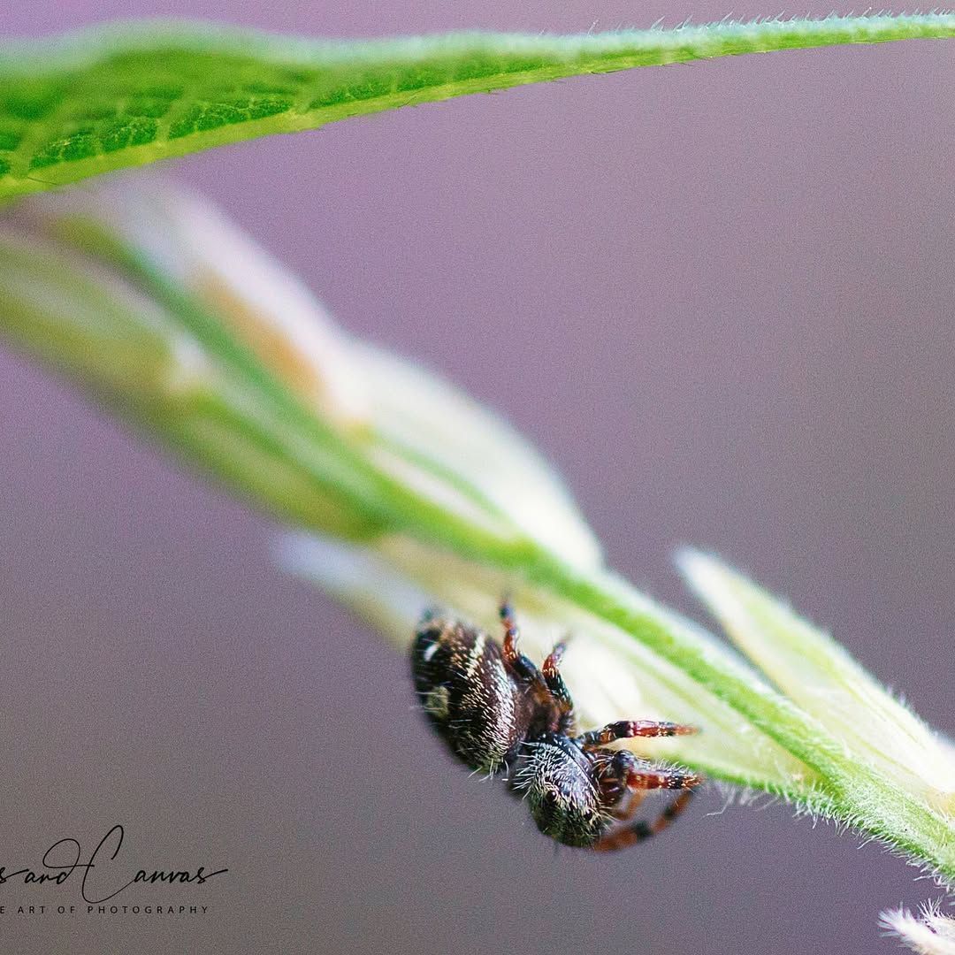 Small, black and white spider clinging to a green plant, with a blurred purple background.