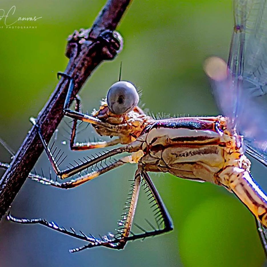 Dragonfly with large eyes clings to a brown twig, green and blue background.