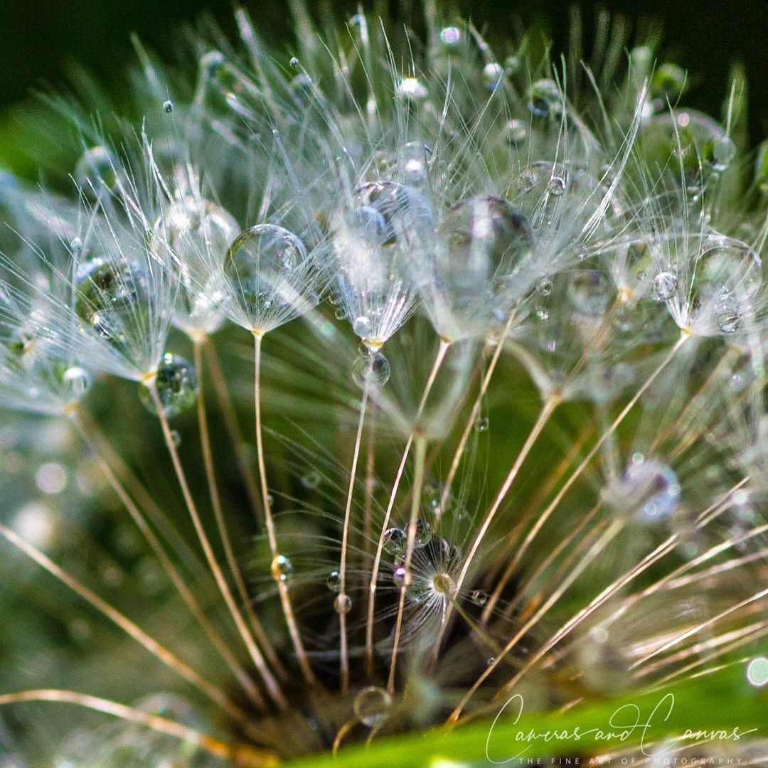 Close-up of dandelion seed head with water droplets, against a blurry green background.
