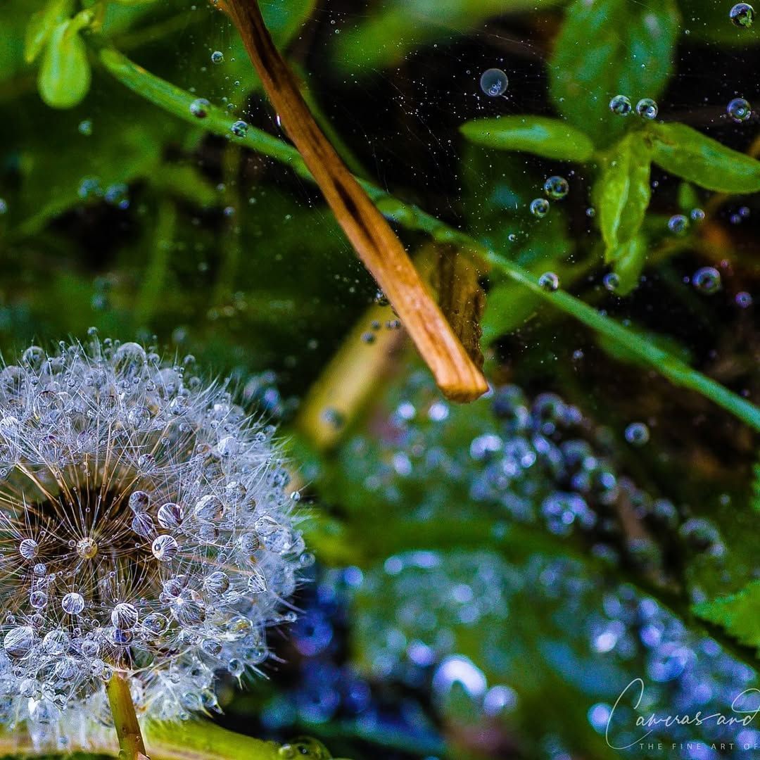 Dandelion with water droplets, surrounded by green leaves and bubbles, close-up shot.