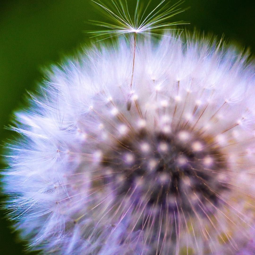 Close-up of a dandelion seed head, white and fluffy with a dark brown center, against a green background.