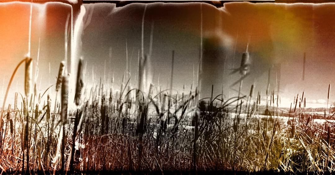 Field of tall grass under an orange and gray sky.