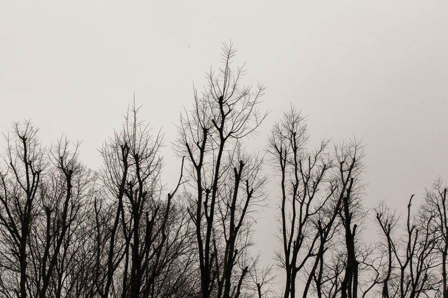 A black and white photo of a row of trees without leaves against a cloudy sky.