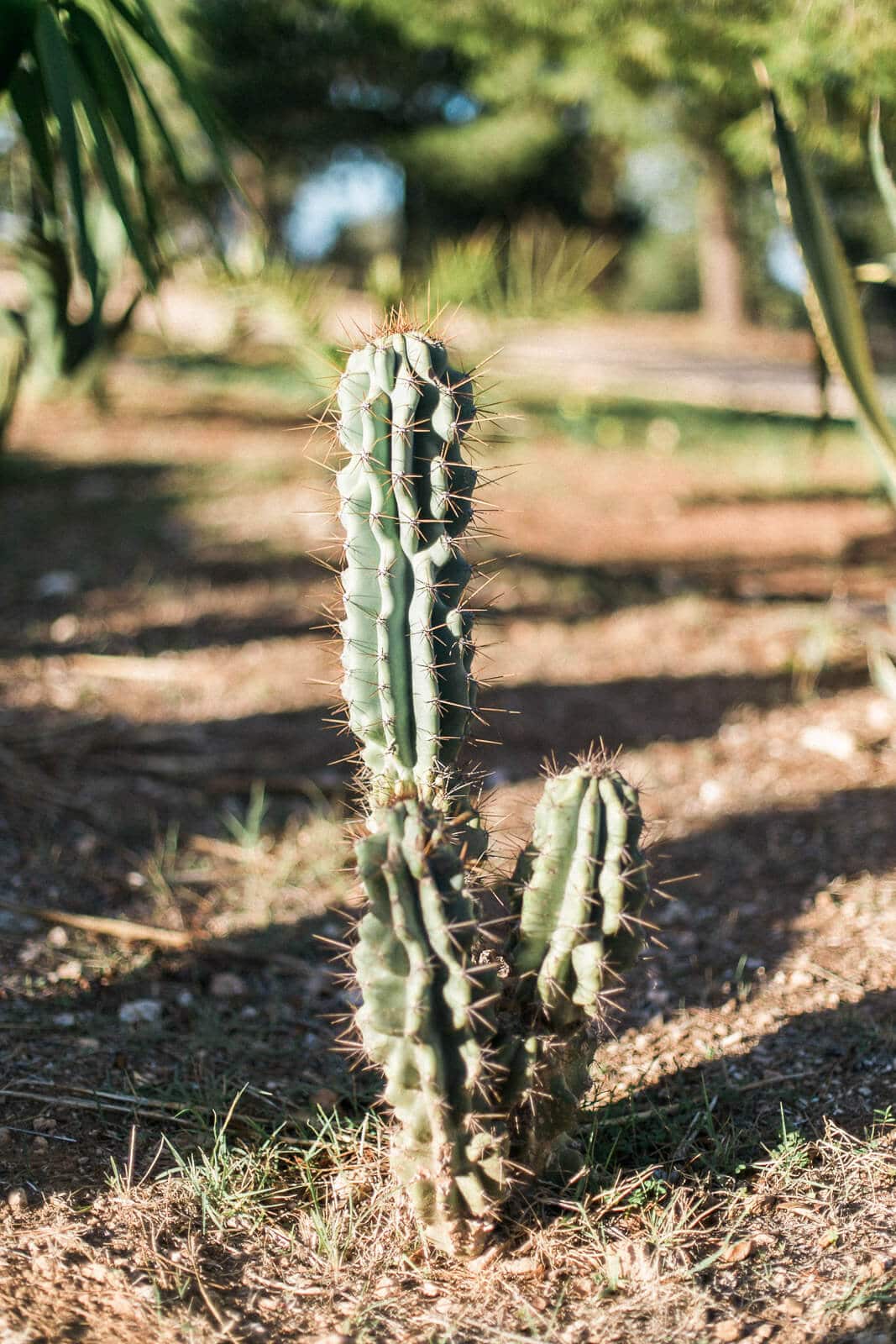 A small cactus is growing in the dirt in a park.