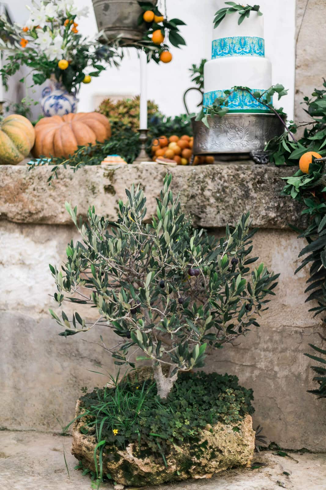 A small olive tree is sitting on a stone ledge next to a cake.