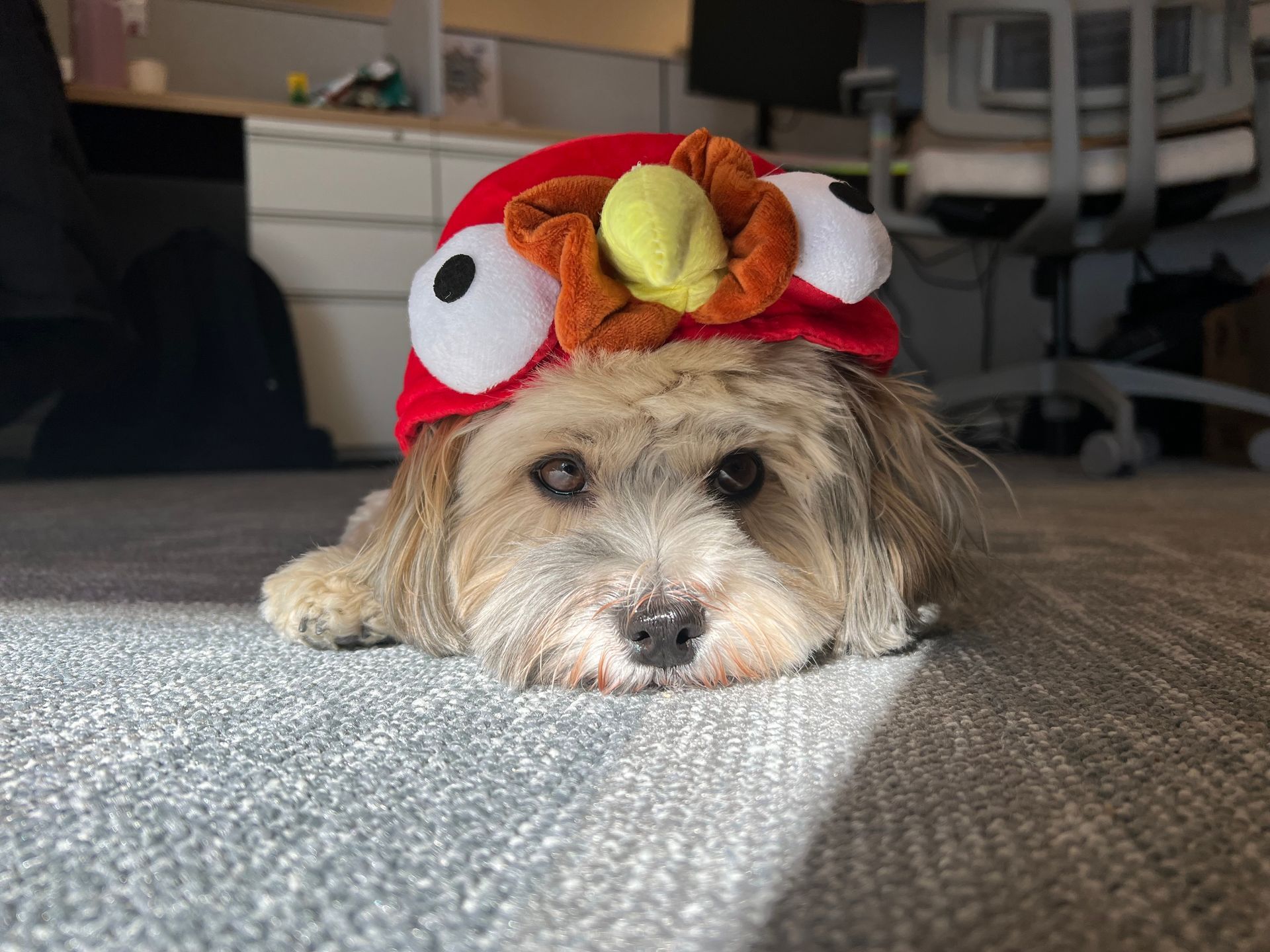 Maisie visits the Stax Boston office in her turkey costume