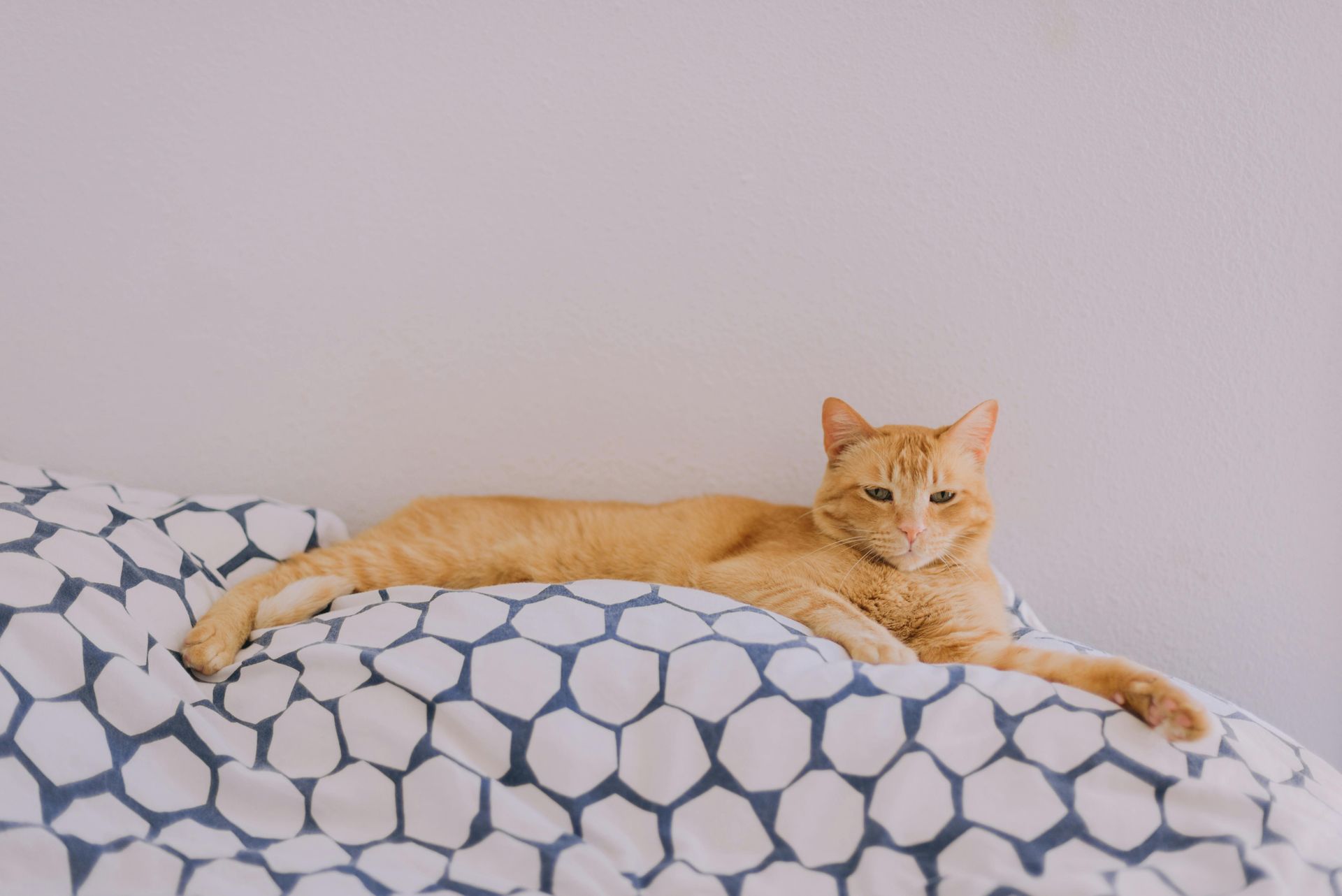 Featured by The Food Institute: Pet-Food Investments Surge as Gen Z, Millennials Drive Humanization