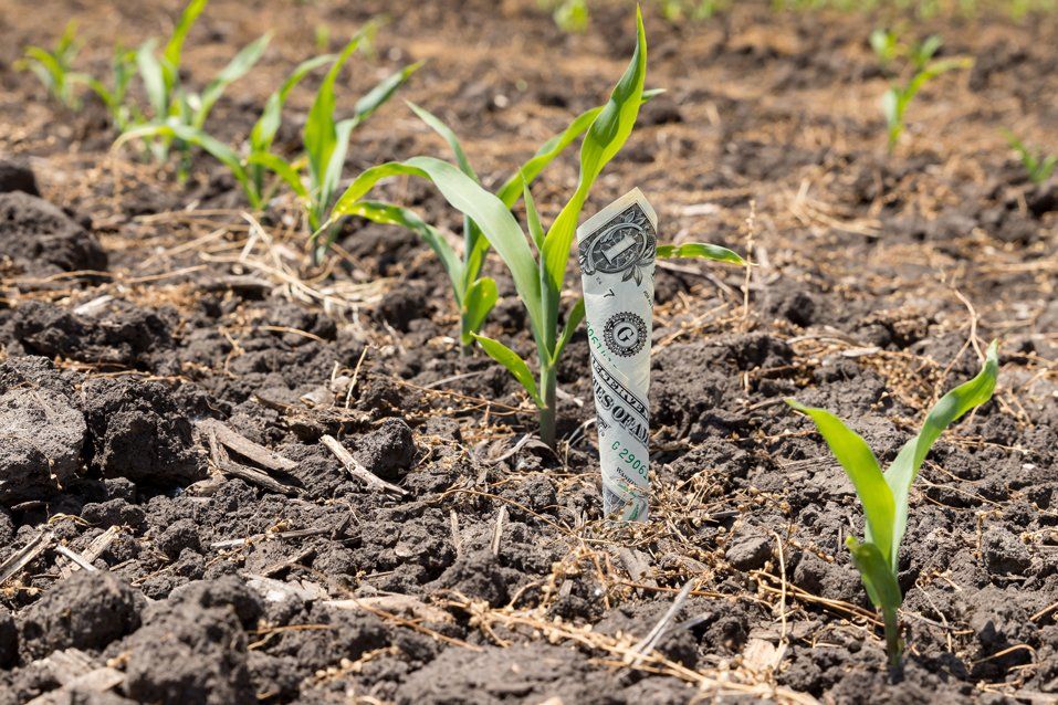 money planted in farm crop