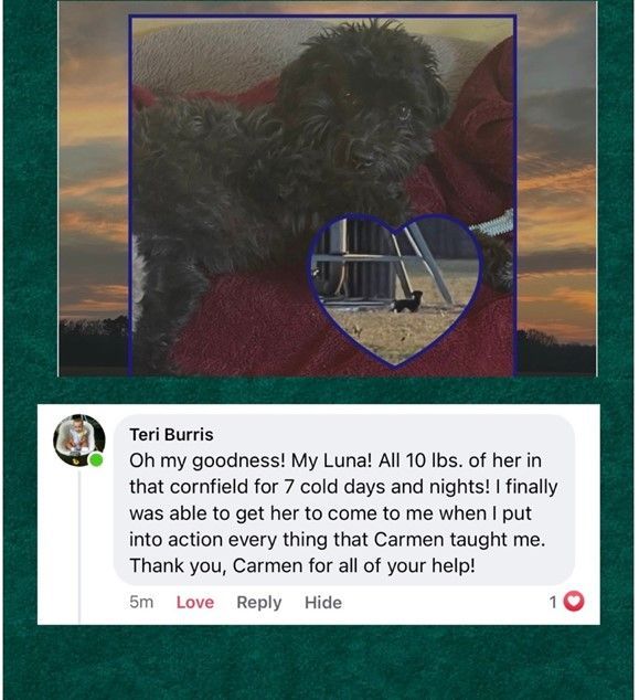 Review Nine — Stephens City, VA — Professional Pet Trackers