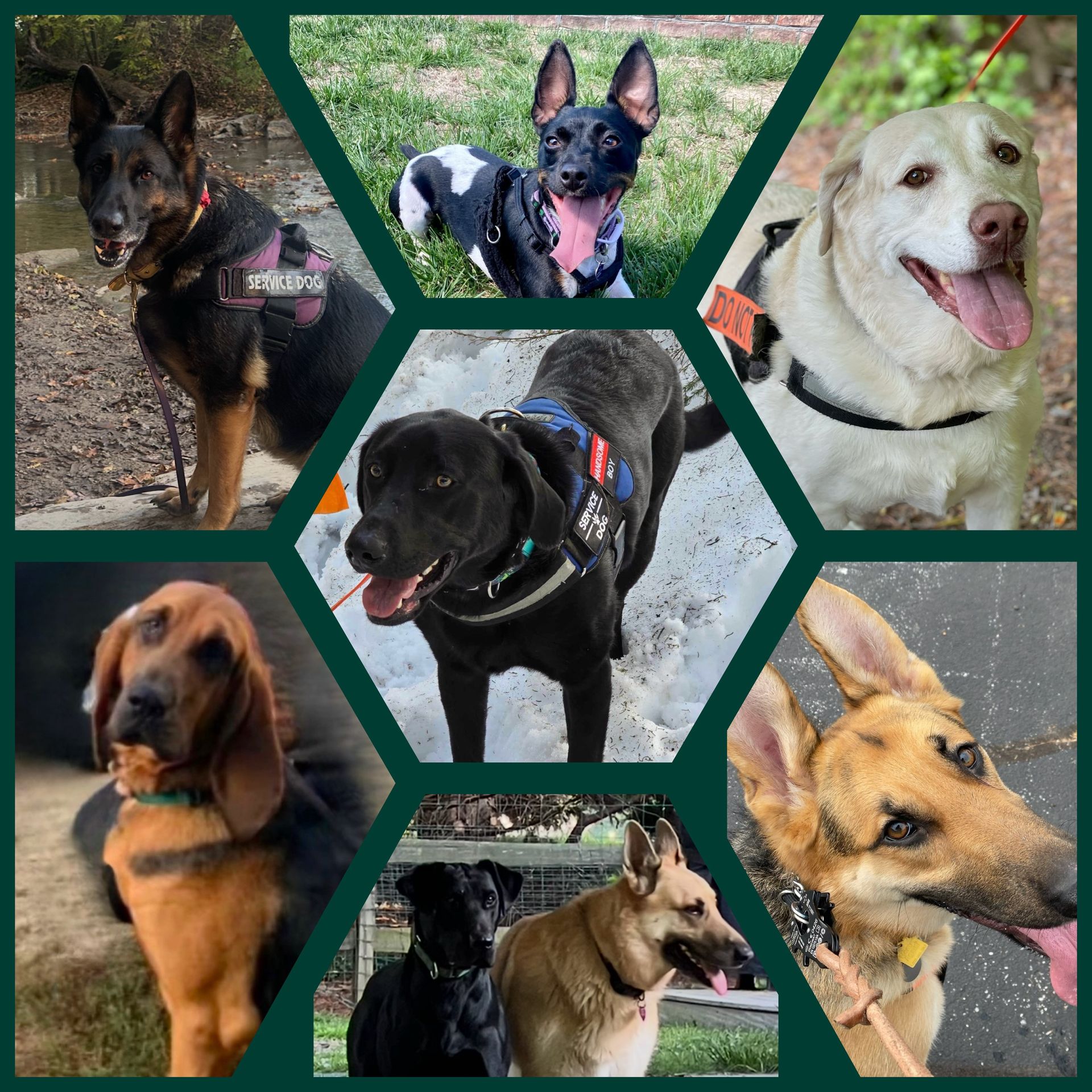 A collage of dogs including a German shepherd and a chihuahua A collage of dogs including a German shepherd and a chihuahua