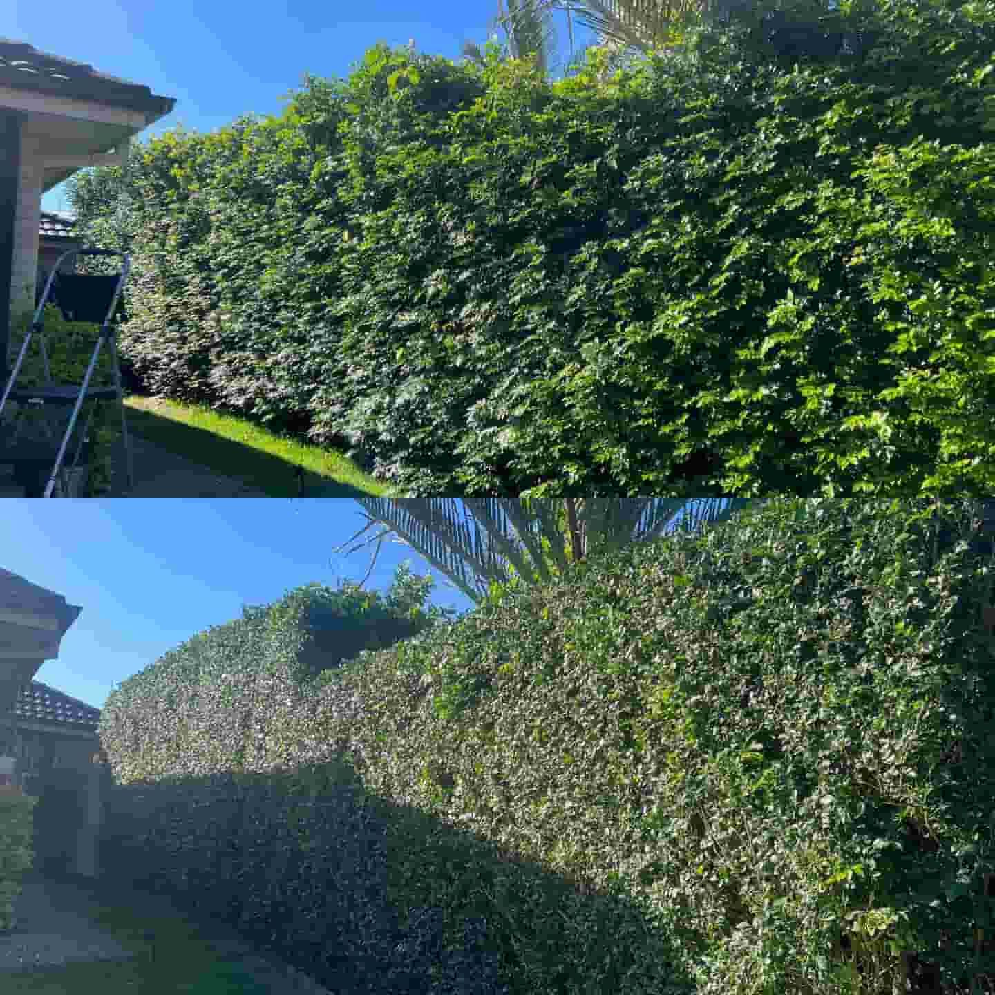 A Before And After Picture Of A Hedge Being Trimmed In Front Of A House — Gibbo’s Lawns & Property Maintenance In Medowie, NSW
